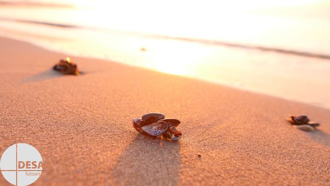 Muscheln im Sand am Strand bei Sonnenuntergang.
